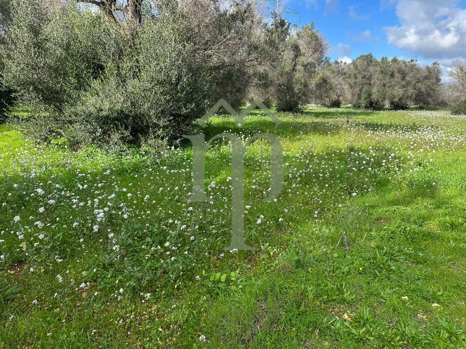 Helårsgrund i San Vito dei Normanni, Brindisi - foto 2